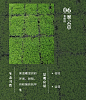 翠云草