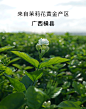 茉莉花茶2020新茶广西横县茉莉花干花泡茶孕妇顺产茉莉花苞茶花茶-tmall.com天猫