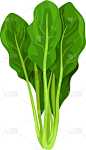 菠菜,清新,有机食品,健康食物,蔬菜叶,农业,蔬菜,素食,菜单,香料