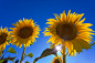 Photograph "Tournesols" by Jim Nilsen on 500px