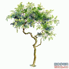 最全100-1张精美园林植物水彩效果图（拉丁名+种名） - 手绘效果图 - 园林学习网 - 10年专注！最大最精最专一的园林景观行业交流平台 - 手机版