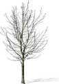 cut out bare tree