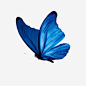 蓝色蝴蝶透明