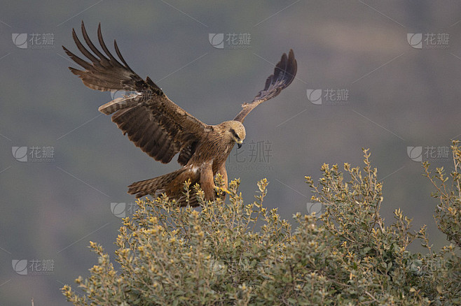 一只幼年的黑鸢(Milvus migrans)落在树顶。