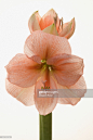 Amaryllis (Hippeastrum) 'Rilona' : 圖庫照片