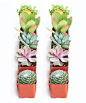 Shop Succulents Assorted Succulent Plant Pack Collection - Live Mini Succulent Plants, Low Maintenance, Mixture of Colors & Textures - Wedding and Party Favors, Gift & Garden, Pack of 10
