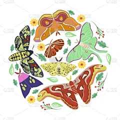 蛾,矢量,白色背景,数码图形,贺卡,背景分离,热带气候,野生动物,环境,天气