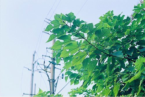 治愈心语：花香浮华，只在记忆里最美