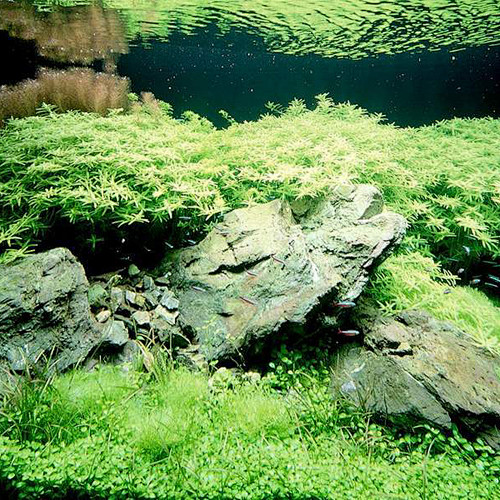 水族箱造景