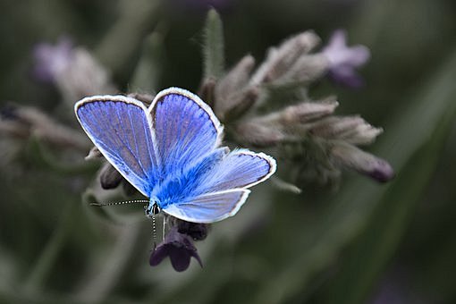 蝴蝶, 昆虫, 蓝色翼, 夏季, 石板他...