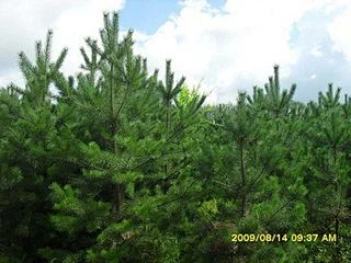 樟子松_360图片-花瓣网