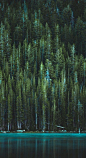 Words on Twitter: "Dendrophile (n.) a person who loves trees, forests… "