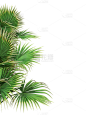 绿色叶子植物树叶