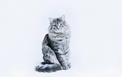 点击来源直接获取大图文件 |有趣的长毛灰色虎斑可爱小猫，有着美丽的大眼睛，坐在白色桌子上。宠物和生活方式概念。灰色背景上可爱的毛茸茸的猫