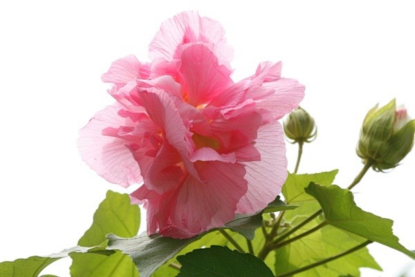 木芙蓉的另一个名字是「拒霜花」。开在霜降...