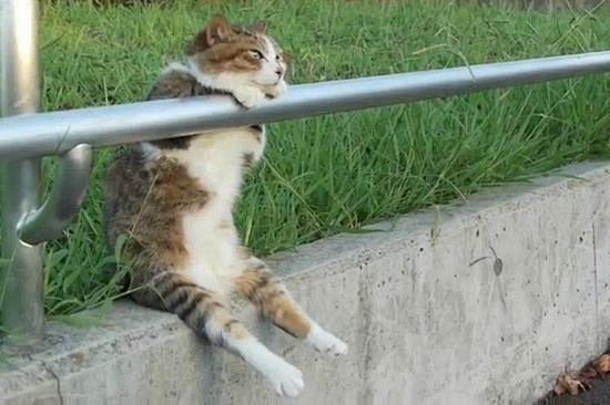 趣味图集，猫咪们的奇葩坐姿 (7)