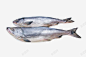 新鲜海鱼高清素材 网页 免费下载 页面网页 平面电商 创意素材 png素材