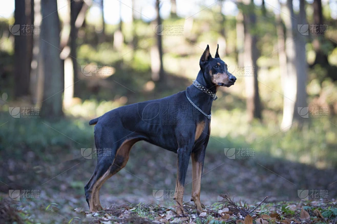 杜宾犬,宠物,纯种犬,水平画幅,无人,日本,动物,一只动物,狗,犬科的素材-花瓣网