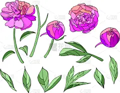 牡丹,粉色,天气,华丽的,请柬,浪漫,壁纸,花,布置,问候