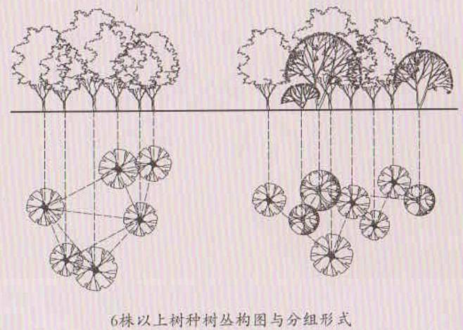 六株及以上丛植