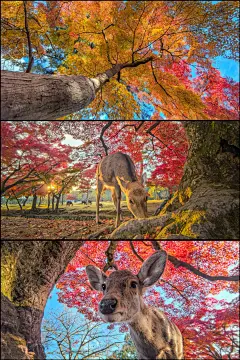奈良的红叶小鹿，手机随便拍拍都能当壁纸 - 小红书