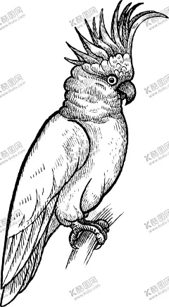 鹦鹉 【酷图网】线描森林动物,野生动物,大象,长颈鹿,大猩猩,野牛,鹦鹉,鹿,狮子,豹鸟,鳄鱼
