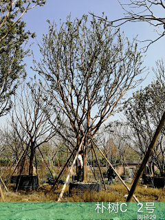 fiHBdqIT采集到植物品种