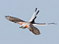 剪尾王霸鹟】相当有趣的一种鸟了，英文是 Scissor-tailed Flycatcher