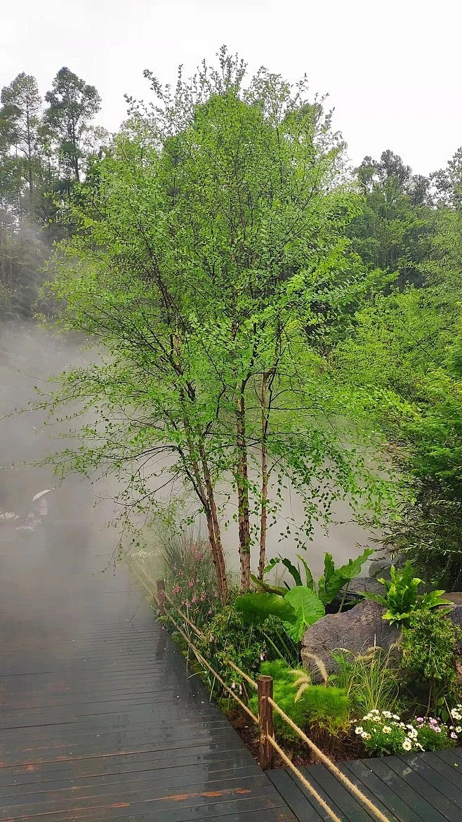 河桦