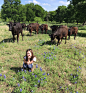 Home - Kay Ranch Wagyu - Wagyu Cattle - Texas
