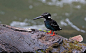 佛法僧目 翠鸟科 三趾翠鸟属
Southern Silvery Kingfisher (Ceyx argentatus), endemic to Philippines
