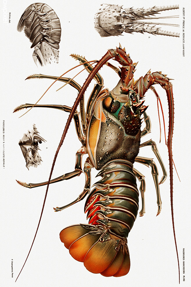 甲壳图鉴●龙虾