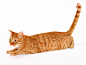 1600cat_9010