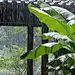 雨打芭蕉