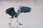 Grey heron slipping by Roberto Melotti on 500px