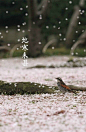 今日「小雪」<br/>虹藏不见，地寒未甚。<br/>雨凝為雪，初成霰点。<br/>菊残傲霜，霏雪压松。<br/>烹雪品茶，围炉温酒，暖房好睡。 ​​​