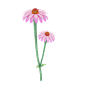 紫椎花；紫雏菊；紫锥菊；紫锥花 高质量花卉花朵PNG免抠图_16.-Echinacea