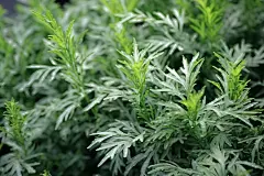 艾蒿叶中药艾蒿图片摄影图