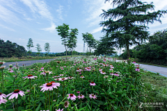 秦珏采集到乡村