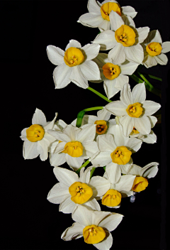 小C菜花采集到花（水仙）