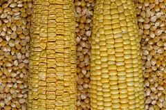 甜玉米