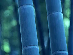 绿色竹林桌面壁纸 1024x768