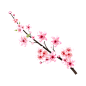 cherry-blossom-branch-with-blooming-pink-sakura-flower-realistic-watercolor-cherry-flower-sakura-blossom-with-watercolor-cherry-flower-sakura-branch-on-transparent-background-free-png.png (1920×1920)