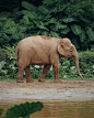 免费 動物, 動物園, 垂直拍摄 的 免费素材图片 素材图片