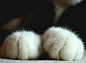 治愈系图片：萌萌的猫爪图片 (4)