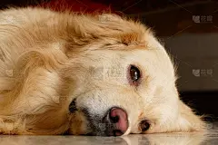 瞌睡脸金毛猎犬