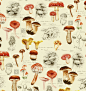 Watercolor Mushrooms on Behance