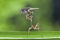 #mantis#macro#colors#prey Mantis With Prey 190829Aphoto preview