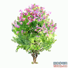 [手绘图展]最全100-1张精美园林植物水彩效果图（拉丁名+种名） - 手绘表现 - 园林学习网