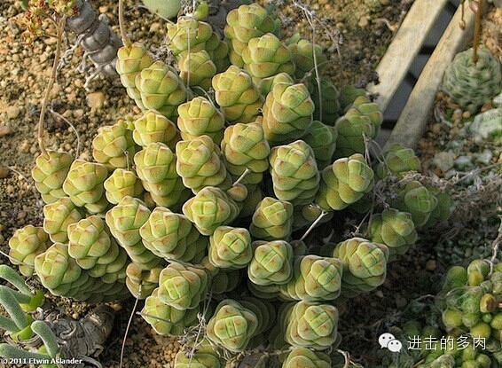 Crassula columella：绒...